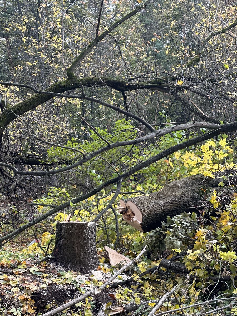 Валка деревьев в Жуковском