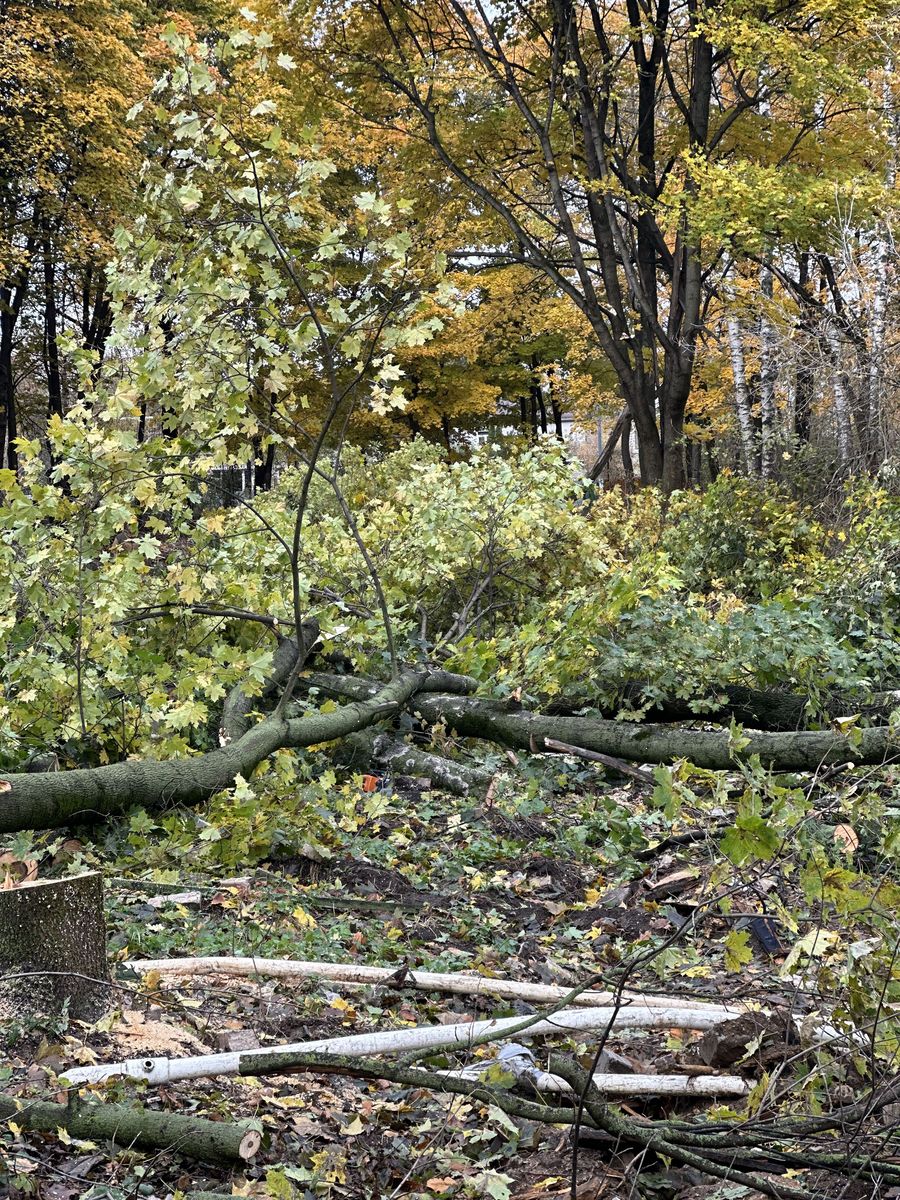 Вырубка деревьев Луховицах