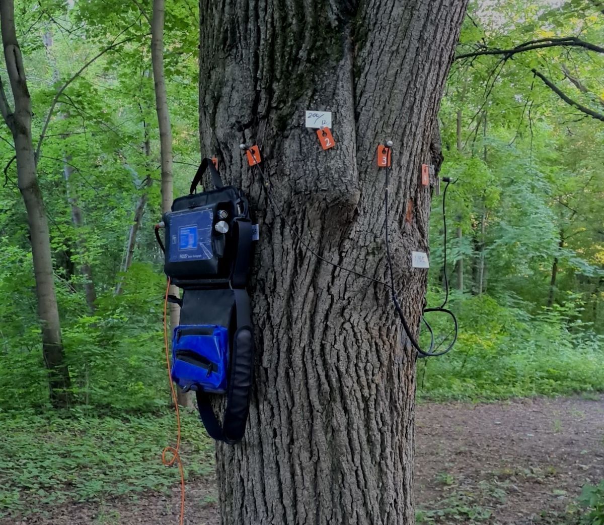 Вредители и болезни леса