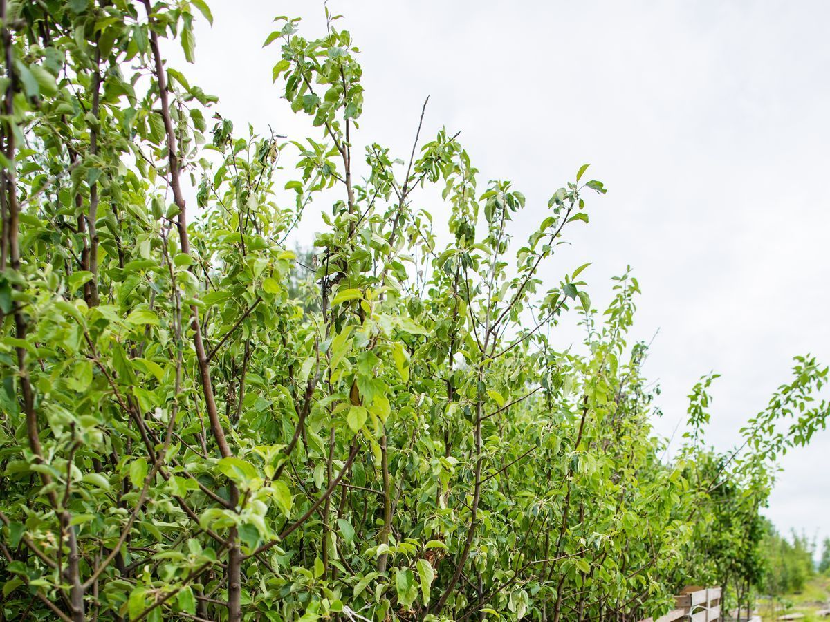 Как проводить обрезку плодовых деревьев весной?