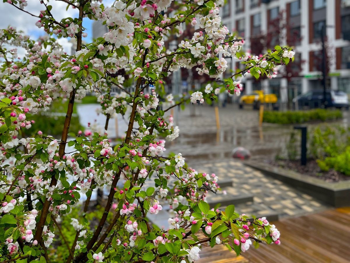 Как провести весеннюю прививку черенком?