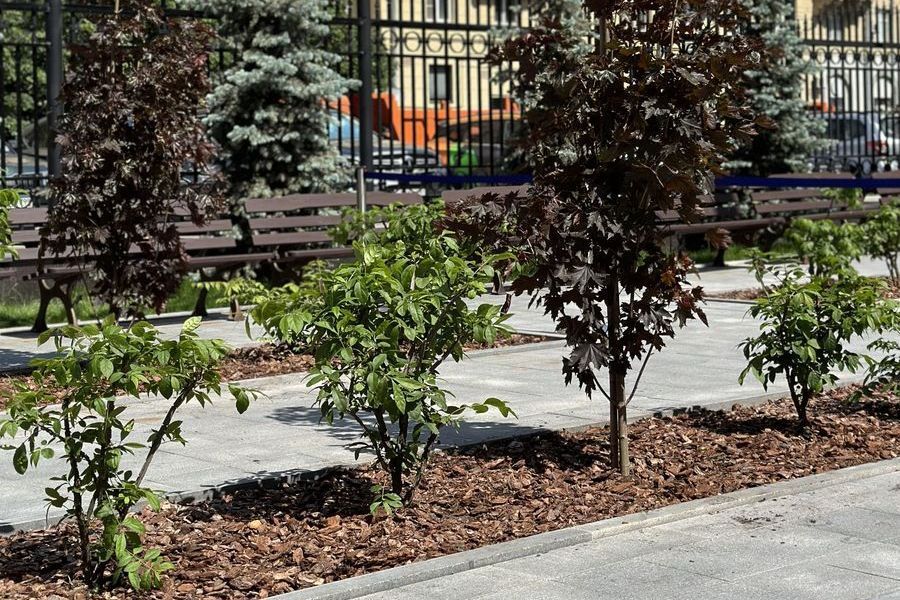 Продажа декоративных растений