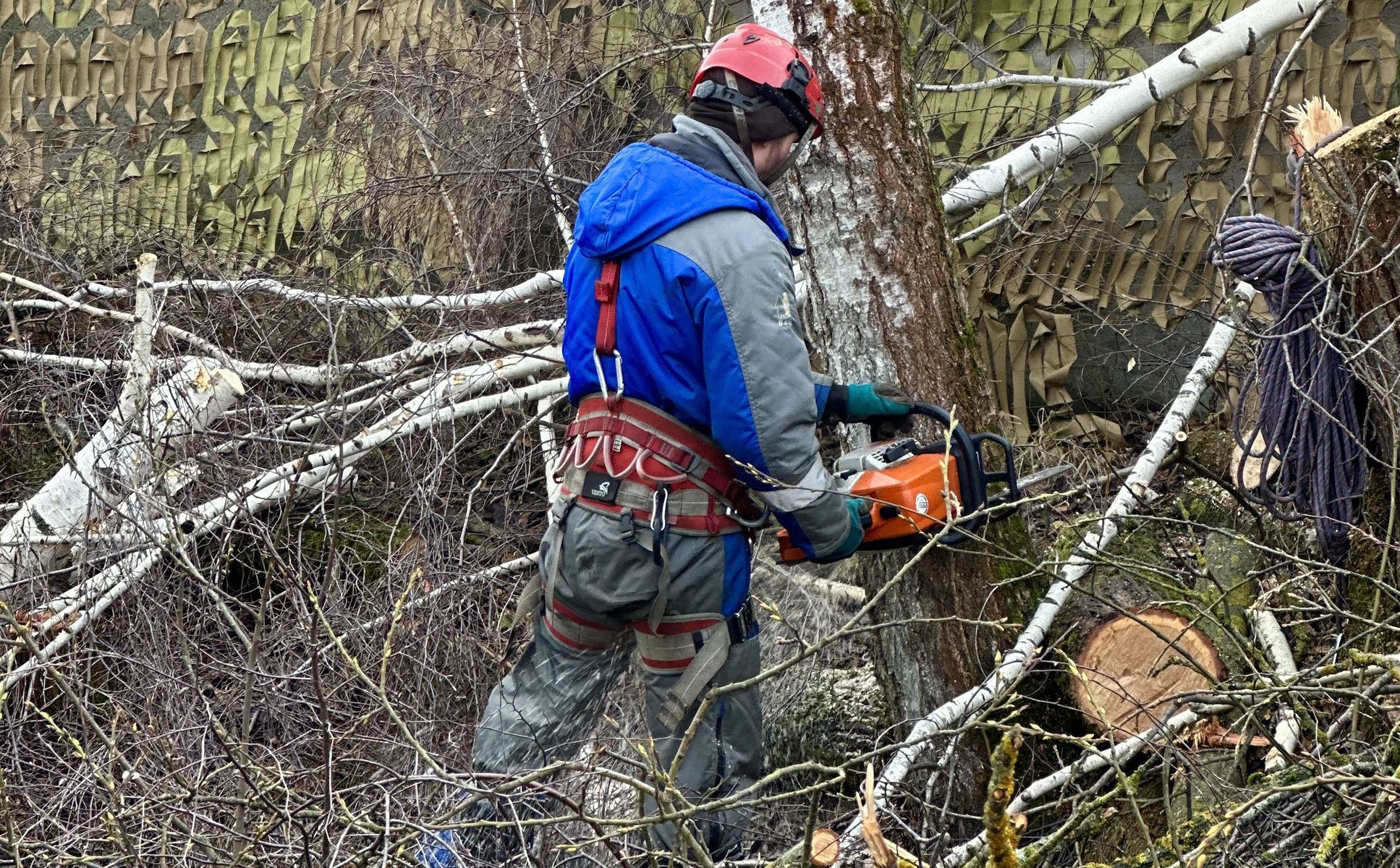 Валка деревьев с наклоном по направлению рубки
