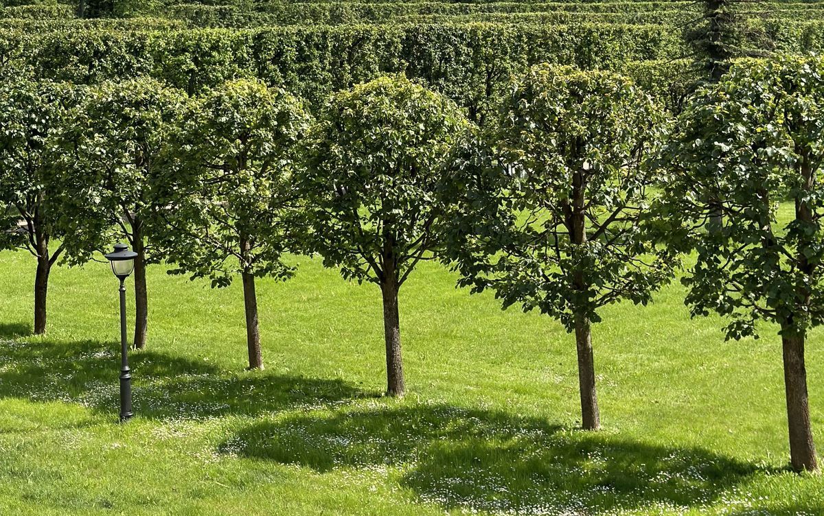 Искусство топиарной стрижки