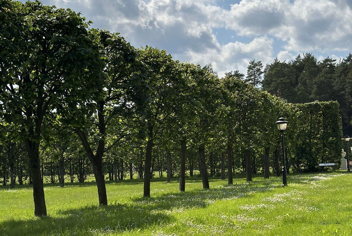 Всё о топиари и живых изгородях