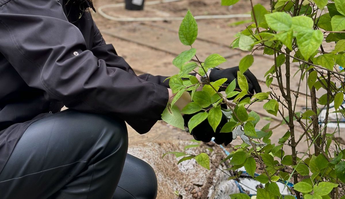 Обрезка сучьев (внизу, одним приемом)
