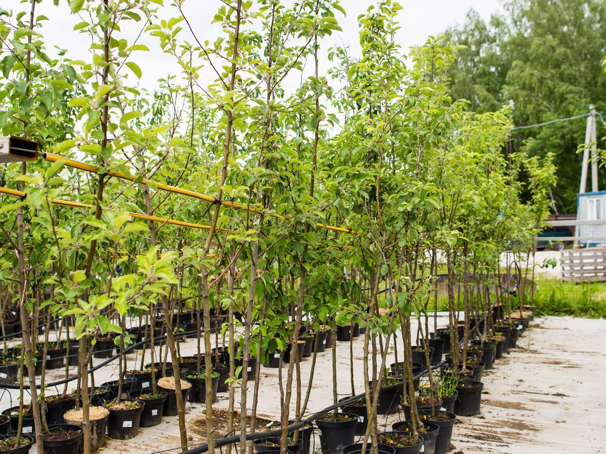 Спасти рядового Яблоню