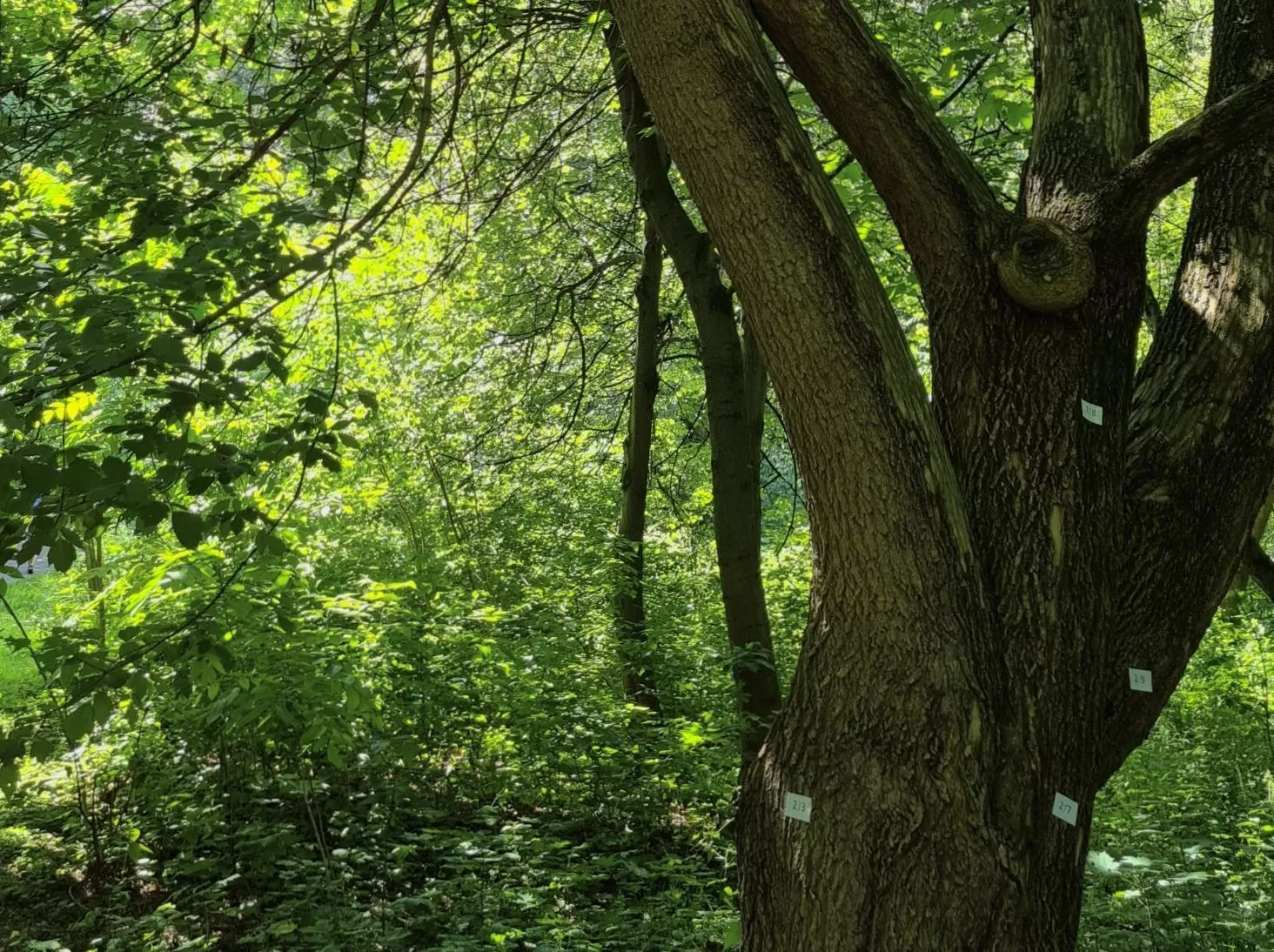 Древо жизни превратилось в дерево смерти!