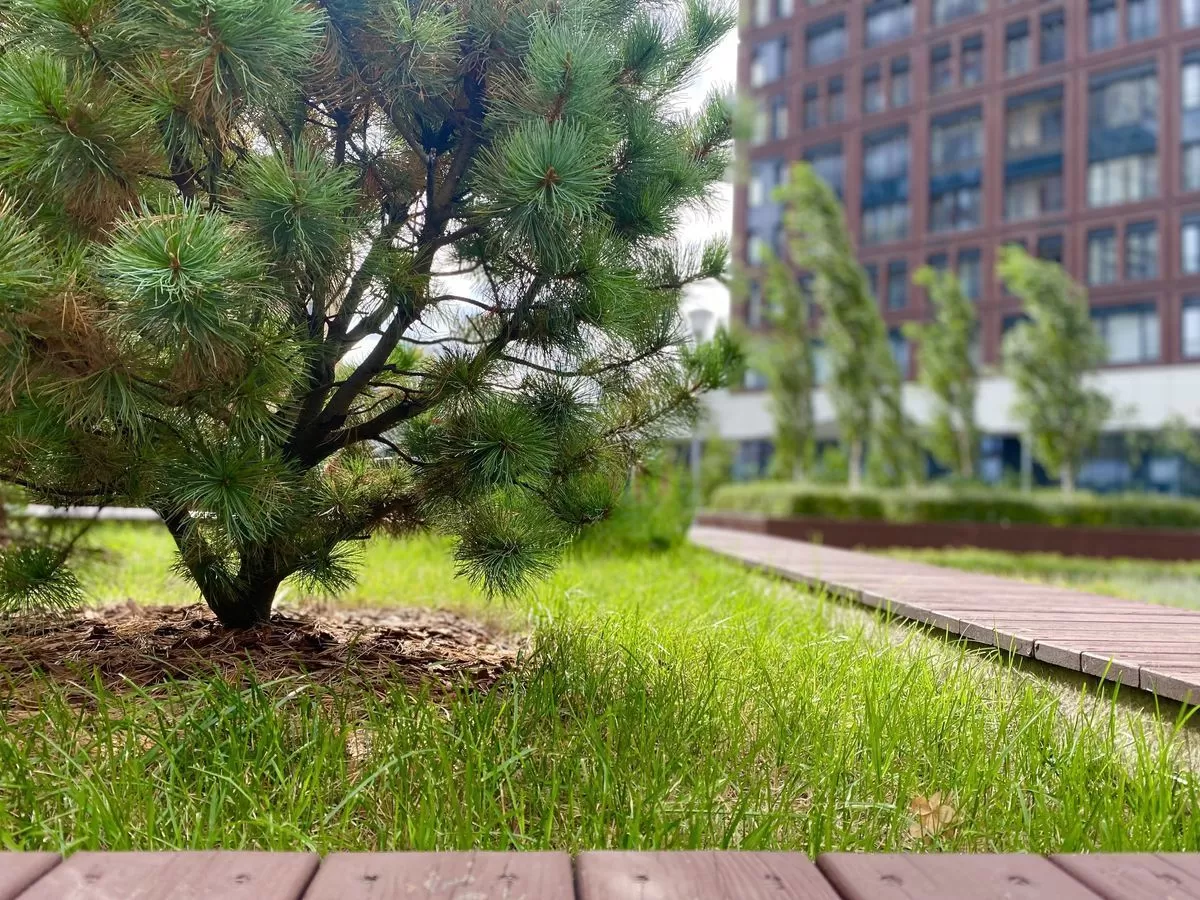 Может ли кора деревьев стать украшением сада?