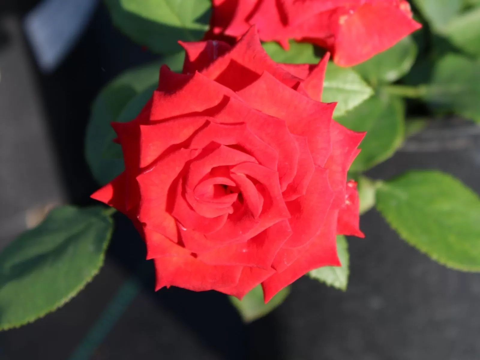 Вторая жизнь горшечных роз