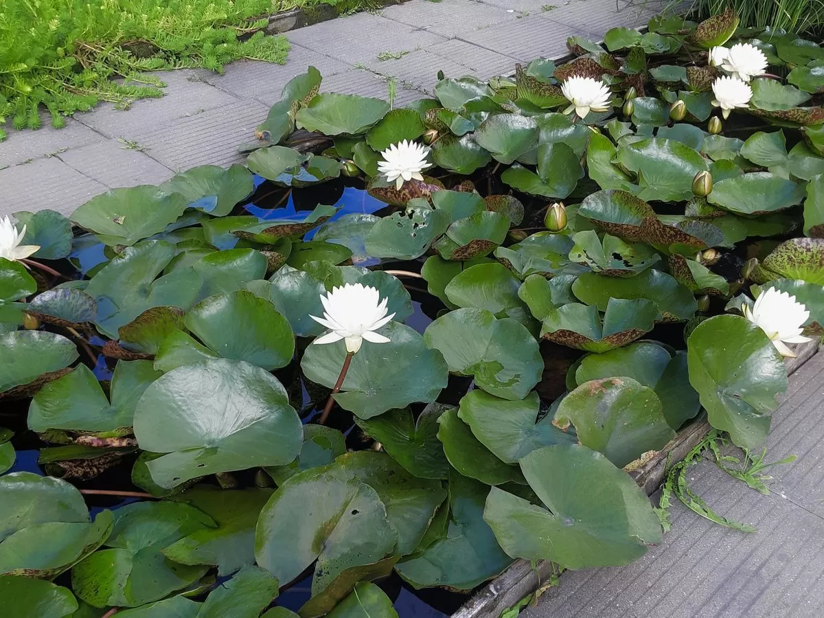 Красавица нимфея в Вашем саду