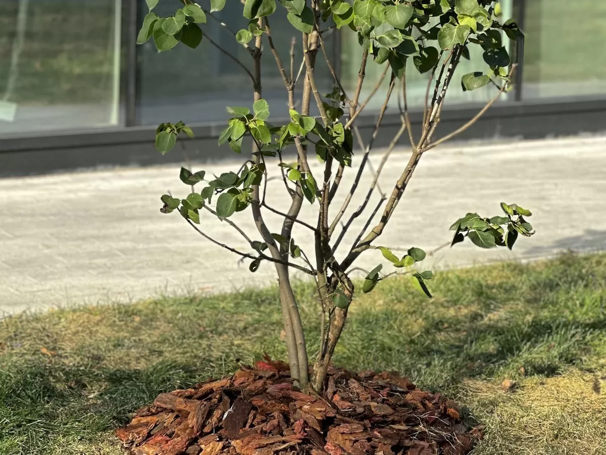 Ориентировочный план мероприятий по уходу за древесно-кустарниковой растительностью