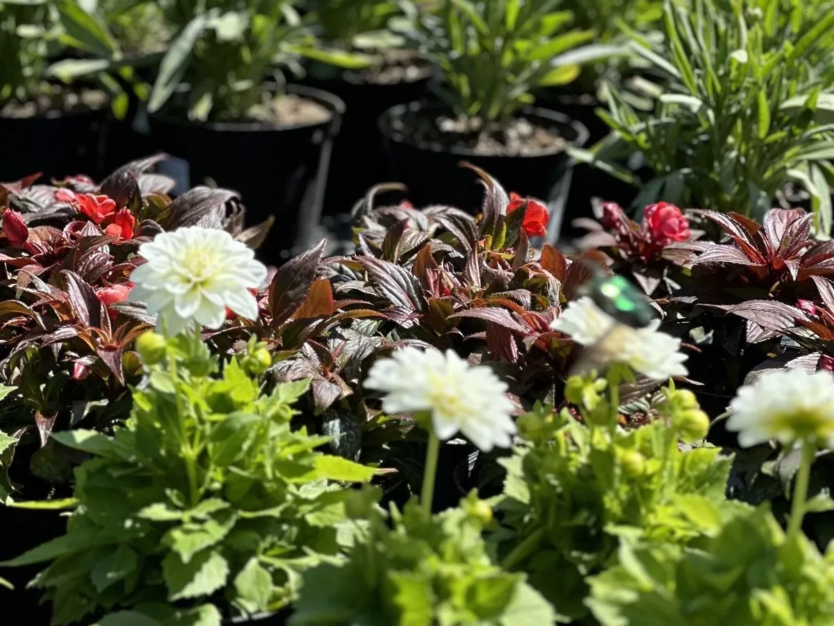 Как обустроить миксбордер на своём участке?