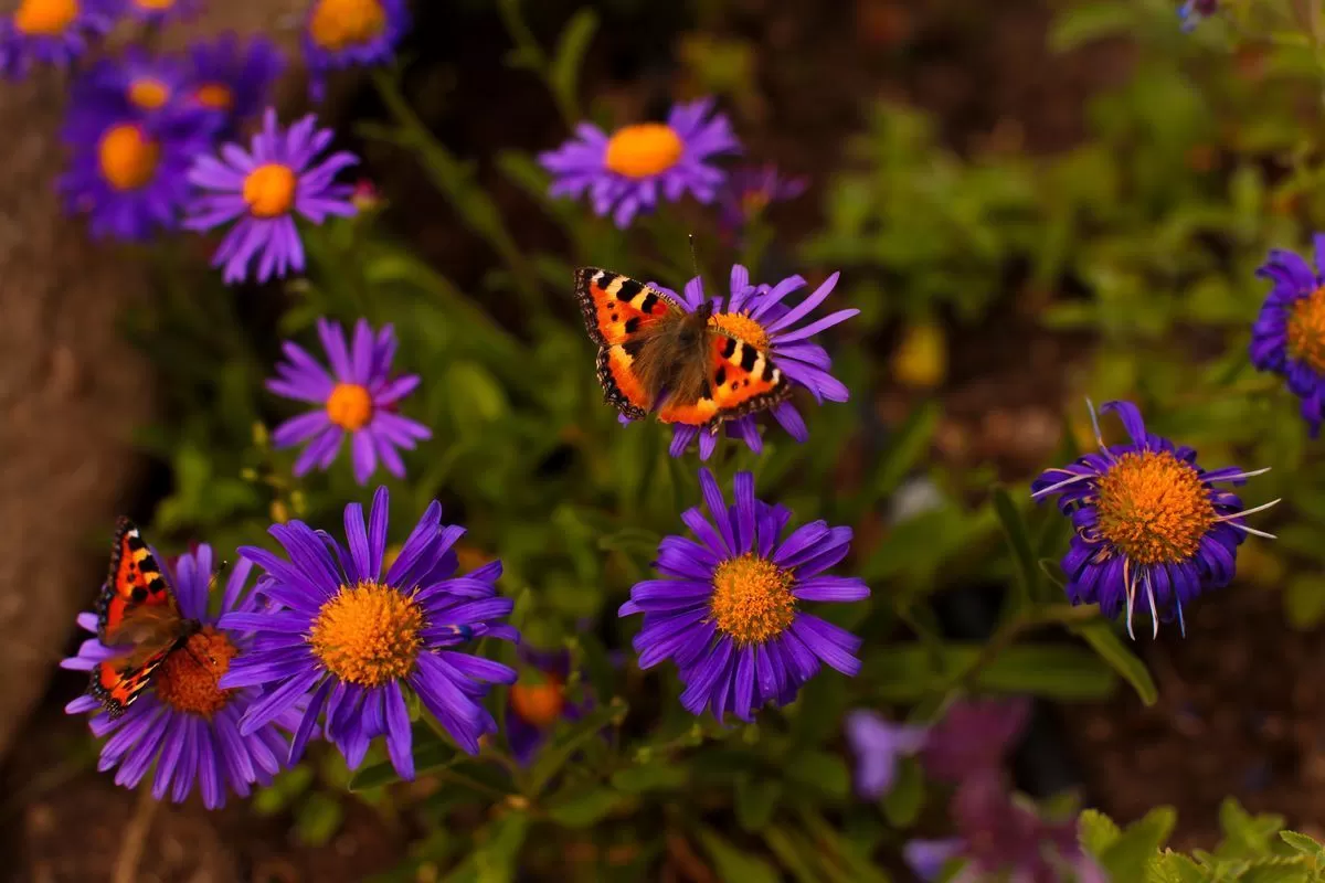 Иллюзии ландшафтного дизайна