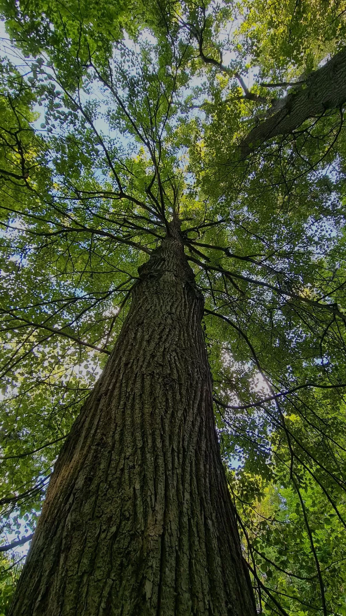 Так живет дерево