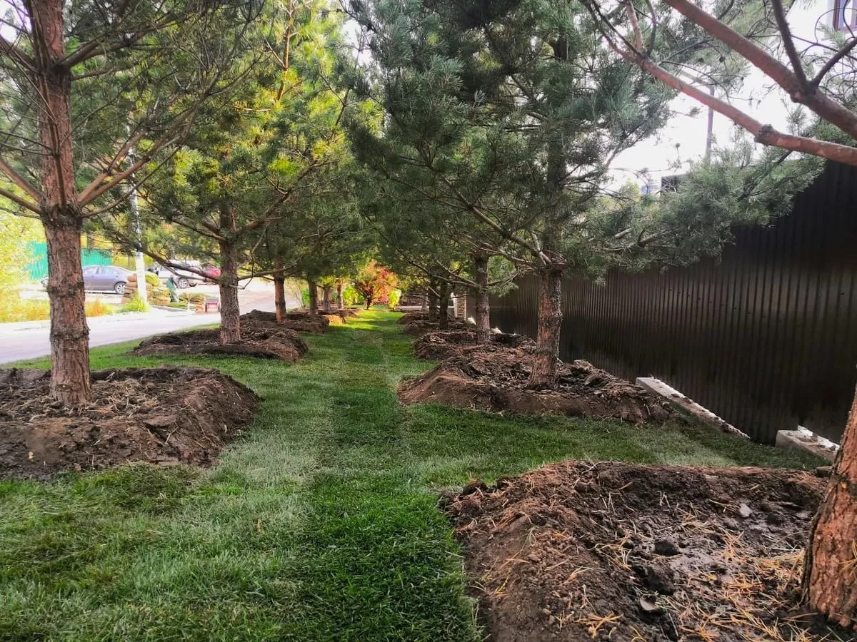 Как и для чего осуществляется весенняя побелка деревьев?