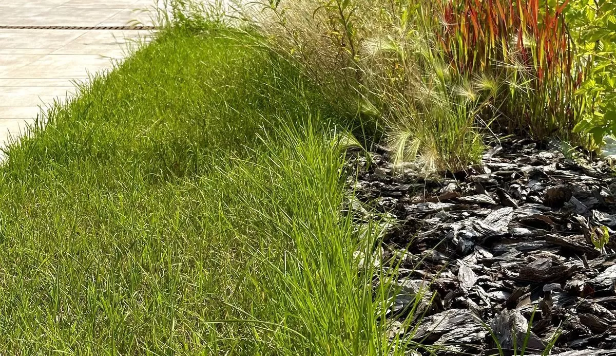 Известкование газона