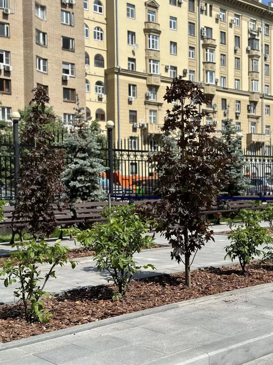 Поляны и лужайки в Вашем саду, особенности применения полян в ландшафтном  дизайне