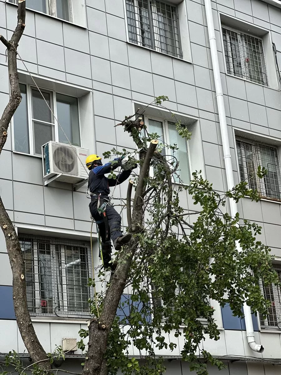 Проблемы неправильной обрезки деревьев