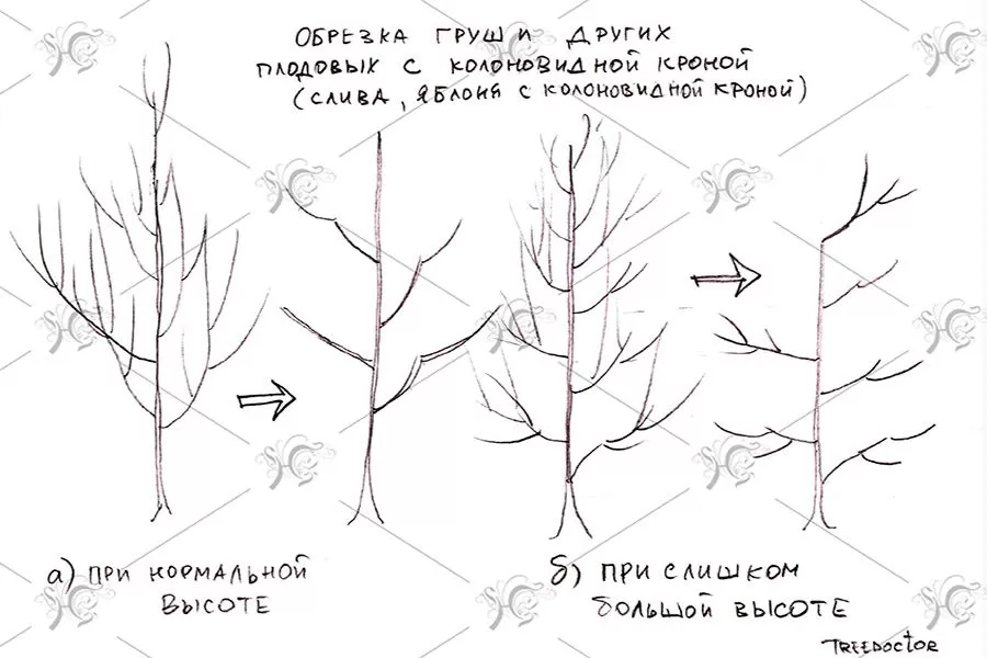 Обрезка груши осенью для новичков: наглядные схемы, понятные советы