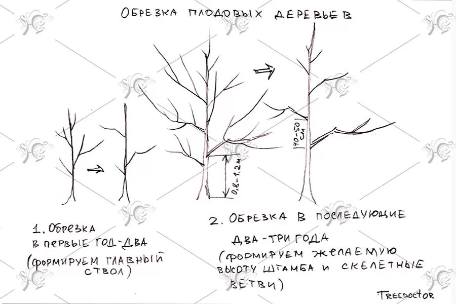 Обрезка яблони в традиции ниваки